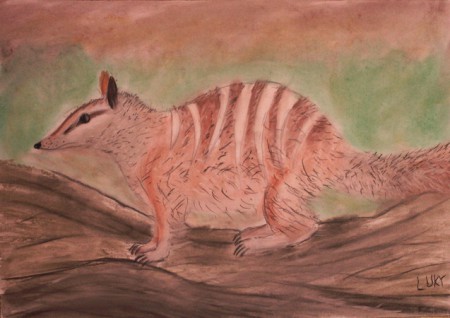 Numbat pásavý